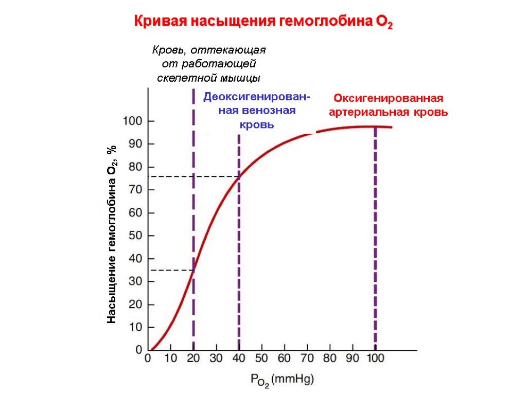 Насыщение гемоглобина О2, % Деоксигенирован-ная венозная кровь Оксигенированная артериальная кровь Кровь, оттекающая от работающей